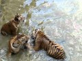 Tigers playing at Tiger temple Thailand
