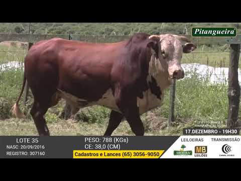 LEILO E DE OLHO NA FAZENDA GRUPO PITANGUEIRA