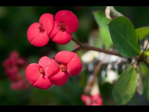 how to care euphorbia plant