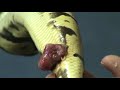 Prolapsed Rectum In A Ball Python