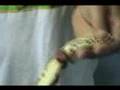 Prolapsed Rectum In A Ball Python