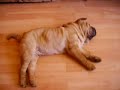 Sharpei is sleeping!