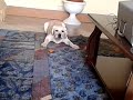 Click here to watch this video Rosebee vs Donut