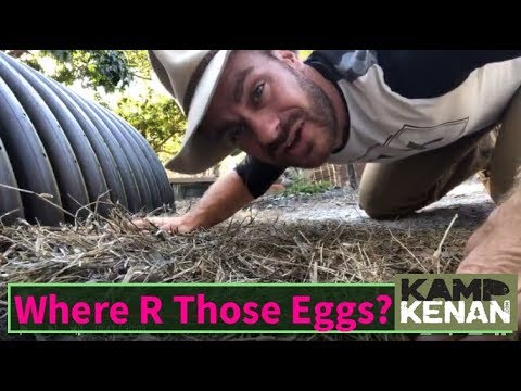 YouTube reptile video
