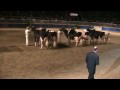 Canadian National Holstein Show - Grand Champions