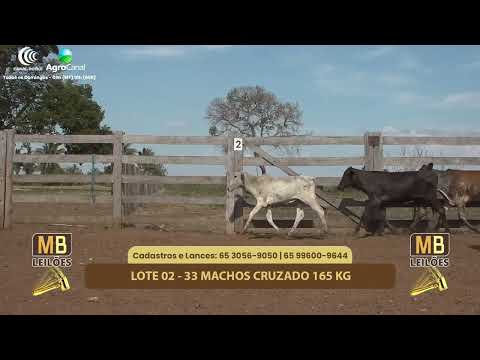 520� LEIL�O VIRTUAL MB LEIL�ES