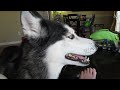 Mishka says 