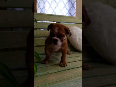 Male English Bulldog