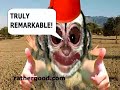 Elephants Have Prehensile Cocks