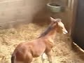 naissance au poney club l'�tiage