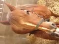 naissance au poney club l'�tiage