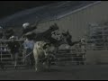 Hooty calf 1
