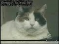 Amazing Scuba Cat with Lucky the Diving Dog