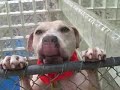 adopt-this-dog-because-she-is-just-the-best-thing-ever.html