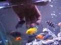 My cichlid mixed tank