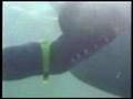 Great-White-Shark-At