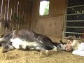 In the Barn with my Boyfriend VI pt2