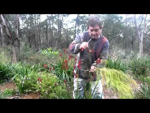 how to transplant kangaroo paws