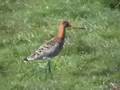 Limosa limosa
