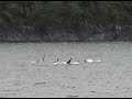 Orca Pod Orca Pod