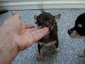 chocolate colour chihuahua girl