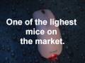 Microsoft Wheel Mouse Optical Mouse Review