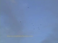 Duck Hunting Video Clip from Border Patrol