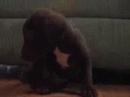 Puppy again