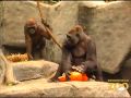 Pumpkin Enrichment at Brookfield Zoo
