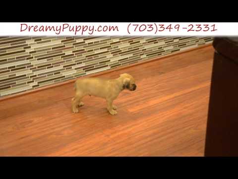 Stunning Male Puggle Male Puppy 2
