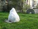 Get that itch! Get that itch!
