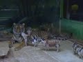 Watch 'Madre tigre adopta cerdos bebés'