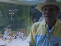 MOTHER TIGER ADOPTS PIGLETS! MOTHER TIGER ADOPTS PIGLETS!