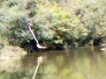 IVANHOE ROPE SWING KID DIES DROWNING