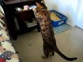 Bengal Cat Opens Drawer Clip 2