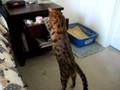 Bengal-Cat-Opens-Drawer-Clip-2