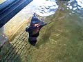 Touching A Bat Ray