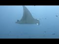 Dive With Maldives Mantas Komandoo Island
