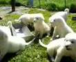 Akbash puppies with full bellies 