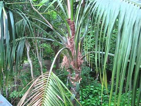 how to transplant kentia palms