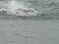 videos de Nadando Duro