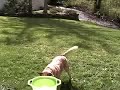 goDoggo Cattle Dog crazy