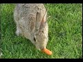 4 EARED RABBIT