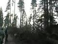Stanley Park , after windstorm~