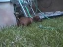Rosie Daschund Puppy Weiner Dog