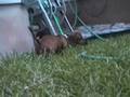 videos de Rosie Daschund Puppy Weiner Dog