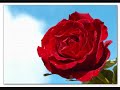 Rosa Té - Los Troveros Criollos