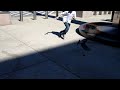 Chris Chases The Pigeon