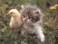 Cute kitties part 1