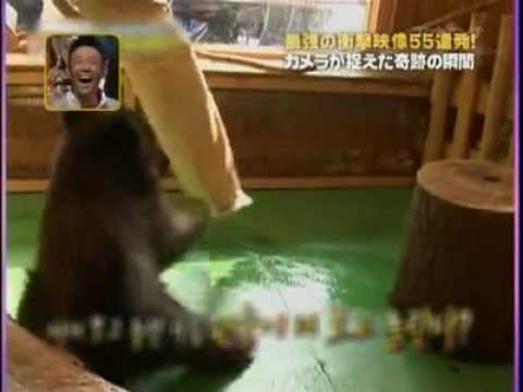 Extreme cowardly baby bear! Too hilarious !
